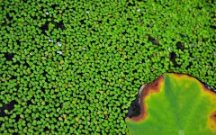 m_lutea w duckweed.jpg