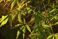 m_maple in the sun.jpg
