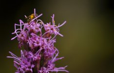 sleeping bee.jpg