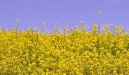 gold fields.jpg