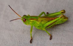 Grasshopper.jpg