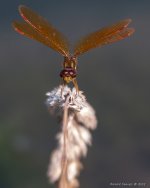 DSC_7981.jpg