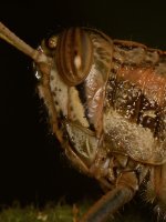 Grasshopper2.jpg