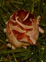 Mushroom.jpg