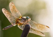 DSC_1834.jpg