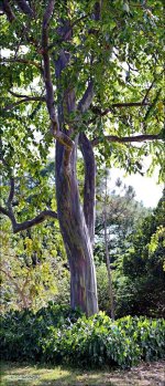 DFB Arboredum Color Tree 1.jpg
