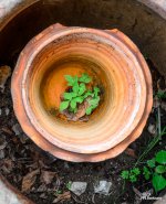 pot-in-a-pot-1.jpg