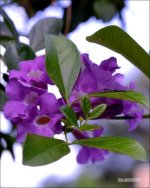 DFB Arboredum   1.jpg