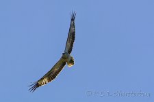 NEW_0497_webshot.jpg