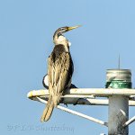 NEW_0516_webshot.jpg