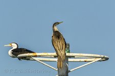 NEW_0517_webshot.jpg