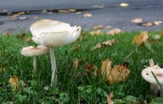 DSC_2777.jpg
