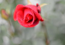 DSC_4762.jpg