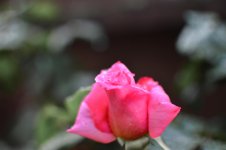 DSC_4764.jpg