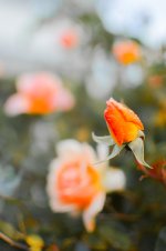 DSC_4767.jpg