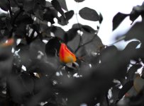 DSC_4768.jpg