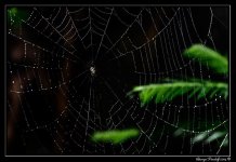 Web_DSC_8275.jpg