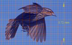 Bird D7100-02.JPG