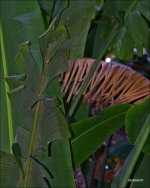 DFB Arboredum   54.jpg