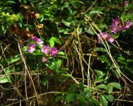 DFB Arboredum   53.jpg