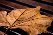 leaves 1.jpg