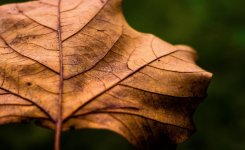 leaves 2.jpg