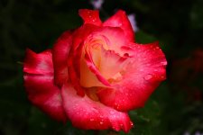 DSC_5396.jpg