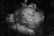 DSC_5396 B@W.jpg