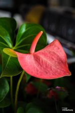 red-banbung-flower-1.jpg