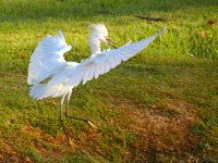 Egret8.jpg
