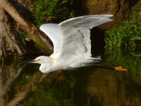 Egret16.jpg