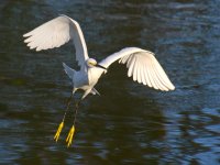 Egret2.jpg
