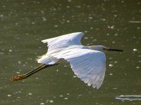 Heron5.jpg