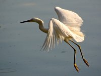 Heron2.jpg