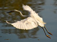 Heron3.jpg