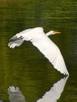 Heron10.jpg