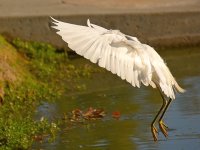 Heron4.jpg