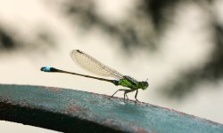 DSC_2599.jpg