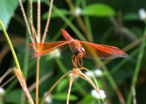 DSC_2646.jpg