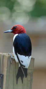 Red Headed Woodpecker_5_17_14.jpg