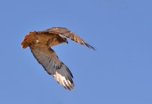 DSC_0951.jpg