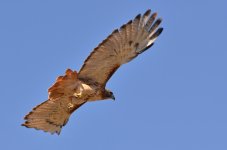 DSC_0952.jpg