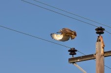 DSC_0966.jpg