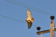 DSC_0967.jpg