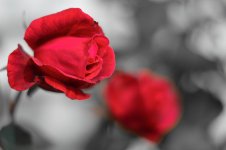 DSC_4780.jpg