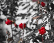 DSC_4781.jpg
