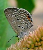 ESC_4100.jpg