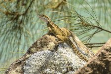 NEW_0647_webshot.jpg