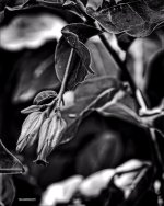 DFB Arboredum   32 copy.jpg