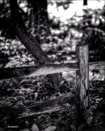 DFB Arboredum   47 copy.jpg